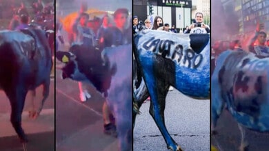 Festa Inter nello scandalo: mucca dipinta e costretta a vagare nel corteo