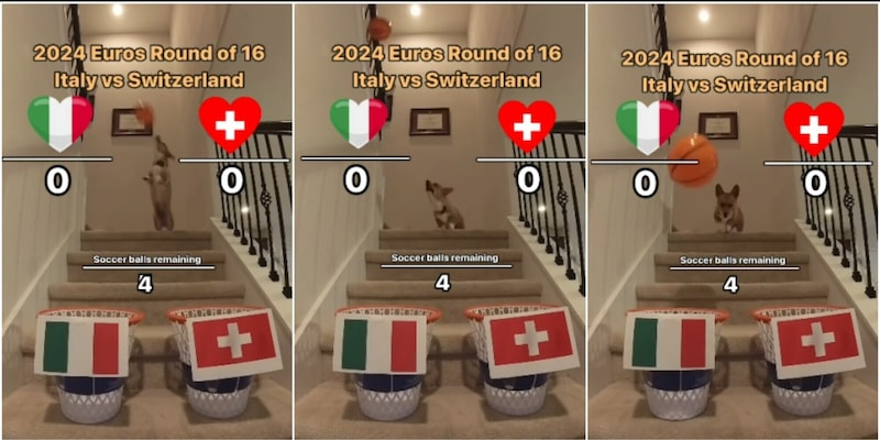 Il cane indovino prevede come finirà Italia-Svizzera: “Non sbaglia mai”